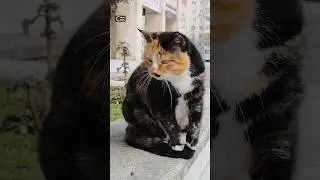 She Looks at Me&hellip; Then Quietly Walks Away 🐱