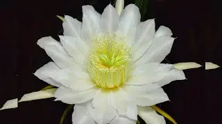 Beautiful Red Dragon Fruit Flower 🥰🌸😍