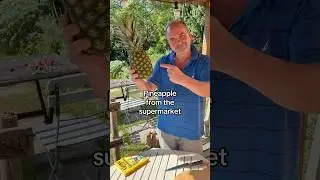 Grow your Groceries. How to grow a pineapple bought from the shops.