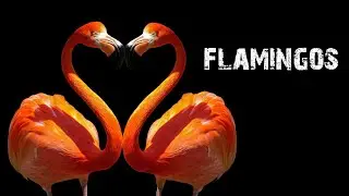The Insane biology of flamingos