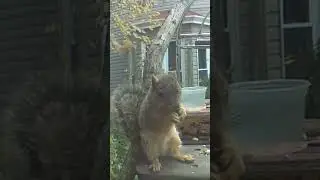 Cute squeak squirrel 🐿