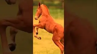cute horse 🐎💞 & monkey 🐒 funny 🤣 #funnyvideos #horse #monkey #viral #video #funny #cute #shorts #yt