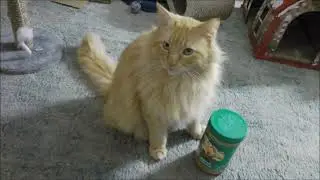 SWEETIE GIANT MAINE COON SIZE COMPARISON KRAFT SMOOTH PEANUT BUTTER 1 KG MY STALKER LAP SILENCE .