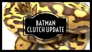 Batman Clutch Update