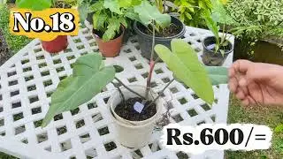 ලස්සන indoor plants 31ක එකතුවක් 💚 #homegardensrilanka #plant #indoorplants #garden #home #indoor