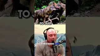 Why WOLF PACKS Are ATTACKING Villages in Russia | JRE #jre #joerogan #animalshorts