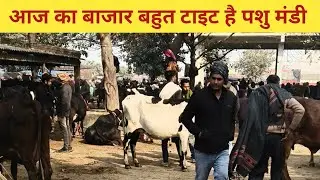 आज का बाजार बहुत टाइट है गोरखपुर छपिया पशु मंडी। गोरखपुर छपिया पशु मंडी Gorakhpur chhapiya pashu Man