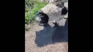 An unwanted pet, neglected then abandoned. Safe now with us | Paws2Rescue