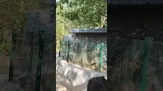 #janawar