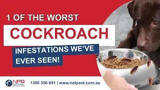 This is one of The Worst Cockroach Infestation We've Ever Seen