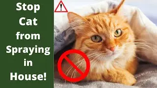 ✅ Home Remedies for stopping Cat Spraying