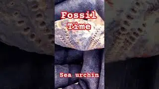 Fossil found #fossil #seaurchins #history #shorts #shortsfeed #shortsvideo #shortsviral
