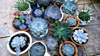 Echeverias branquinhas (nomes e cuidados)