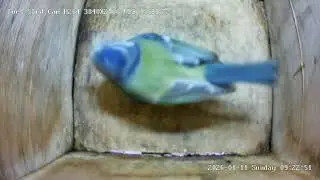 Blue Tit Checks Out First Nest Cam Box
