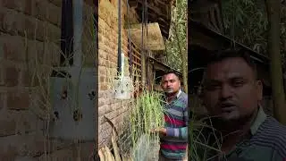 পট পদ্ধতি ব্যবহার করে রসুন লাগিয়েছেন#agriculture #farmer #farhanvlog012
