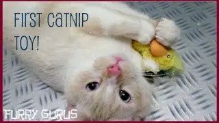 Cat's first catnip toy | KONG Refillables