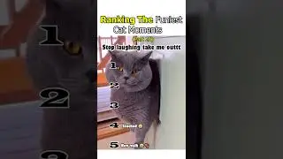 Funniest Cat Moments on the Internet 😹 (Ranked) #funnycats #catshorts #funnyanimals #viralshorts