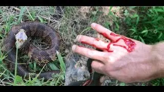 Herping Virginia Day 2: Angry Watersnake, Cottonmouths, and Kingsnake!