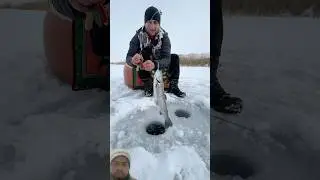 Fishing in Iceland #carpfishing #fishing #food #carp #viral #shorts #animals