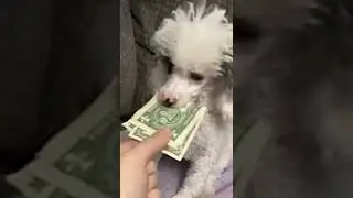 ANIMAL THIEVES 🐶 || #Funny #Fails #Shorts #10 || AFV 2022