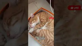 My brain refuses to understand how these cats are sleeping 😭🐱