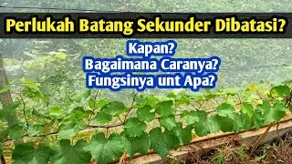 Pembatasan Batang Sekunder pada Anggur Impor: Apa Itu dan Mengapa Diperlukan?