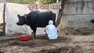 મિત્રો તો આ કેટલા વર્ષ જુની નશલ છે 