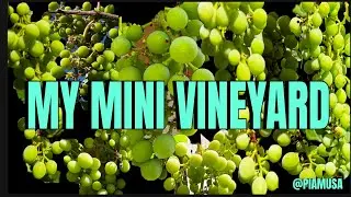 My backyard vineyard grapes are ripening soon #grapevine #grape #mygarden #homegardening