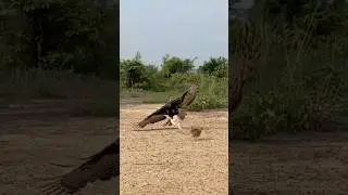 Skill of hawk eagle hunting bird #nature #animals