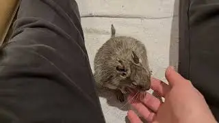 Degu Joanna's daily scratches in the play pen but with her hands lifted