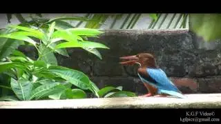 King Fisher MD10000