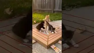 Cats fighting in ring #cat #catcare #cats #funny #funny #ytshorts