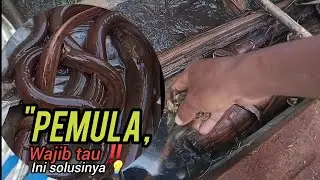 Cara Budidaya Belut Hemat Modal, Tanpa Beli Pakan‼️