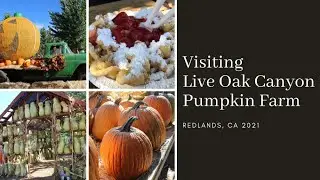 Visiting Live Oak Canyon Pumpkin Farm