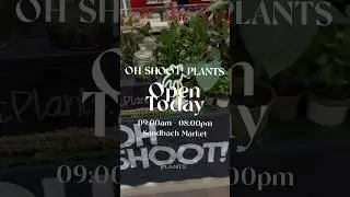 Oh Shoot Plants is back at Sandbach Market &ndash; Today 9AM - 8PM! 🌿 #SandbachMarket  #OhShootPlants
