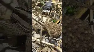 Wolf Spiders can Raise your Baby