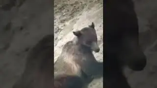 Bear tried to chase mountain goat but it felled down and died