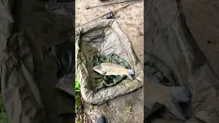 First catch by my pal Lenny beautiful little 7pounder