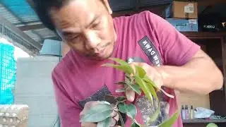 Kolis (Memecylon ovatum) bonsai seedling