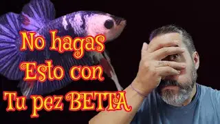 12 cosas que AFECTAN al PEZ BETTA según Bettaclubargentina