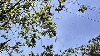 LAGU TIMUR FULL ALBUM VIRAL TERBARU 2026 | HITS TRENDING | TOR MONITOR KETUA - TANPA IKLAN