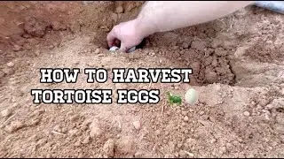 How I Harvest My Turtle's Eggs: A Step-by-Step Guide 🥚