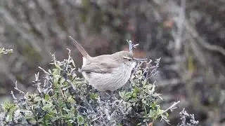 Patag&oacute;n (Ochetorhynchus phoenicurus)