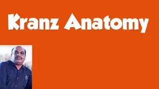 Kranz anatomy in English