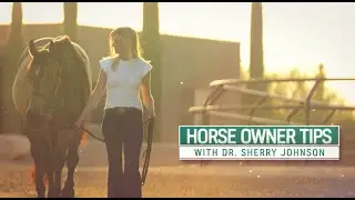 What an Arthritis Diagnosis Means For Your Horse