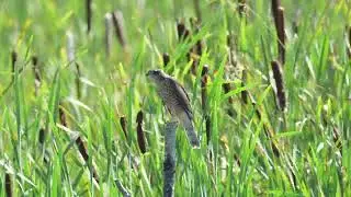 Sparrowhawk hunting at Titchfield Haven