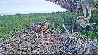 Kalakotkas~Huge fish by Marco for the whole family~6:52 AM 2019/06/22