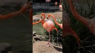 pink flamingos squabbling at San Diego zoo!