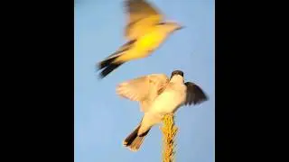 Eastern kingbird - getting buzzed by a western kingbird