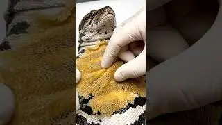 Mind-Blowing Chameleon Color Changes! ✨ Nature's Magic